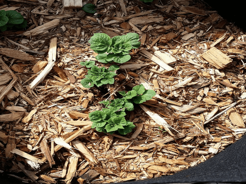 My First Garden Update for 2022-Part&nbsp;1