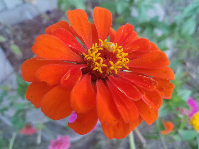 Garden Adventures 2021—3 Things I Have&nbsp;Learned