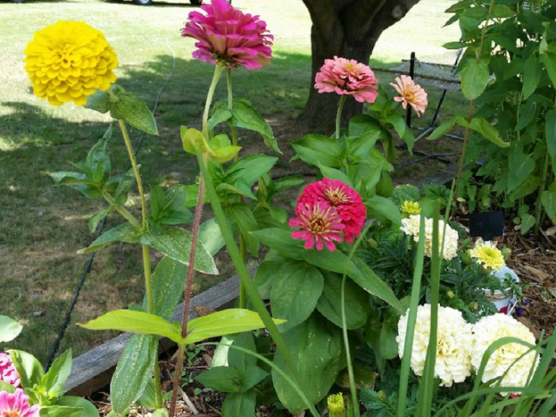 First garden update for 2021: Is it June&nbsp;already?