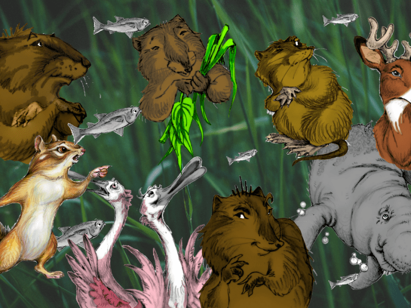 Elanora and the Salt Marsh Mystery&nbsp;Infographic!