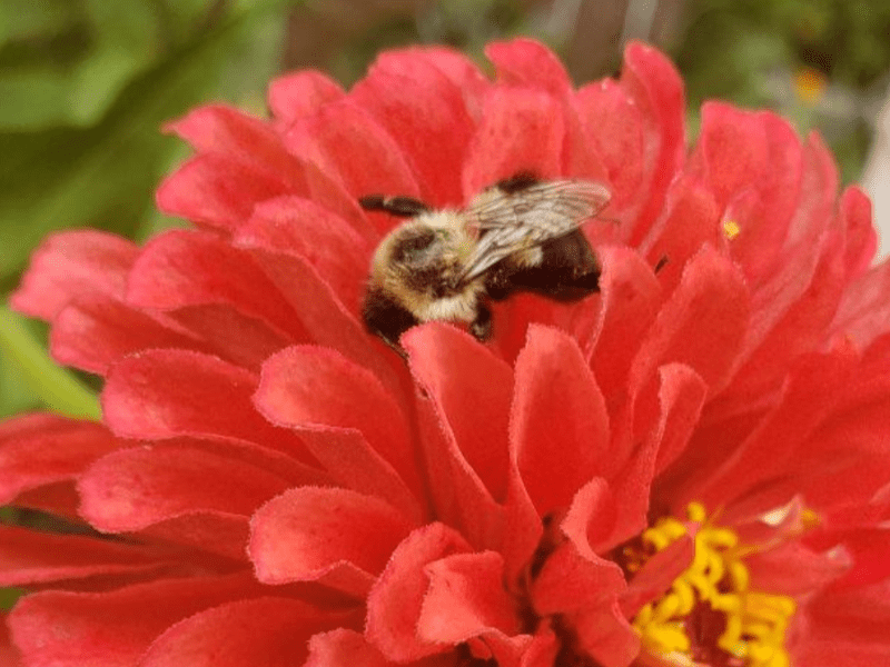 Gardening Gumption: 5 Things I Will Do Differently in&nbsp;2023