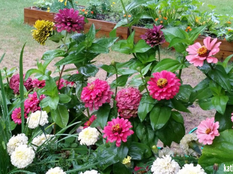 One Very Wet Flower Garden&nbsp;Update!