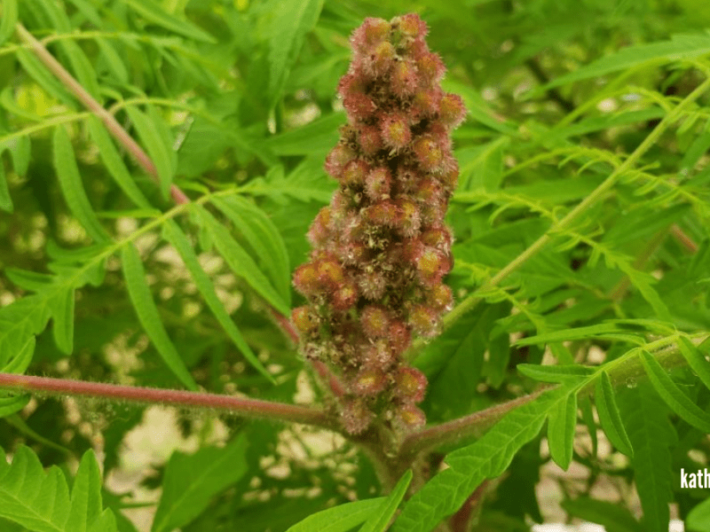 Garden Update 2022-Flowers and&nbsp;Vegetables